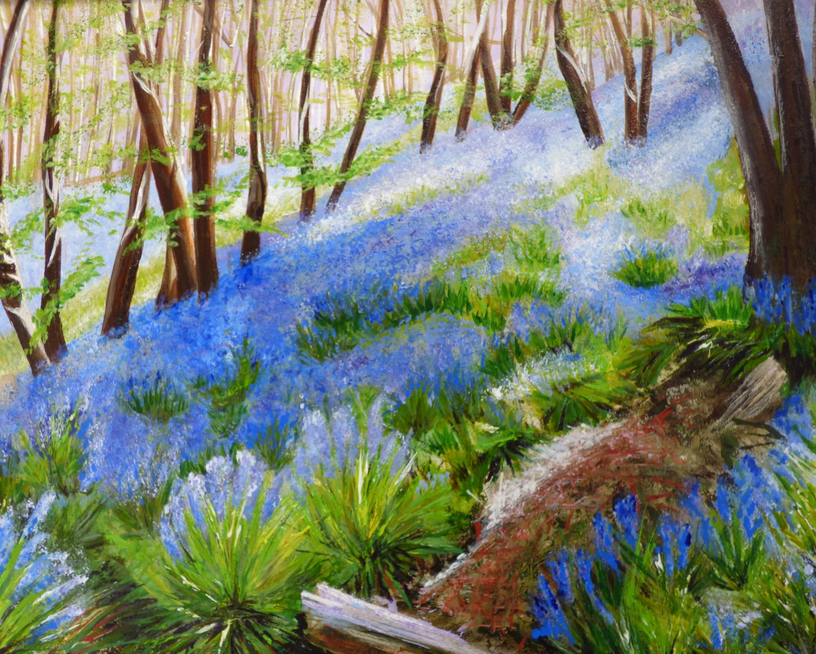 Bluebell woods